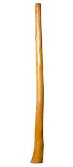 Gloss Finish Flared Didgeridoo (TW1107)